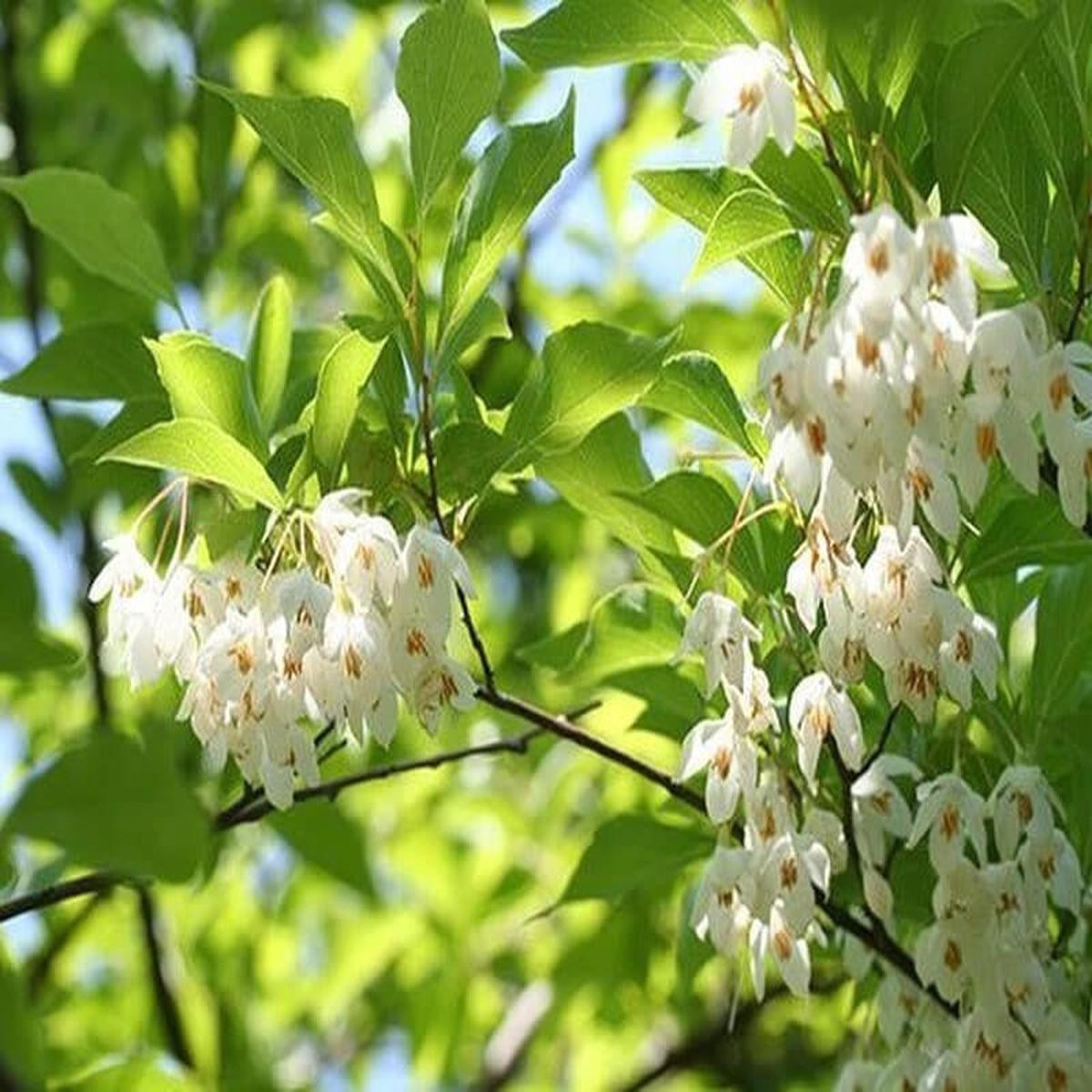 Heirloom Non-GMO Styrax Benzoin Flower Seeds for Planting  Fragrant Medicinal Tree Seeds