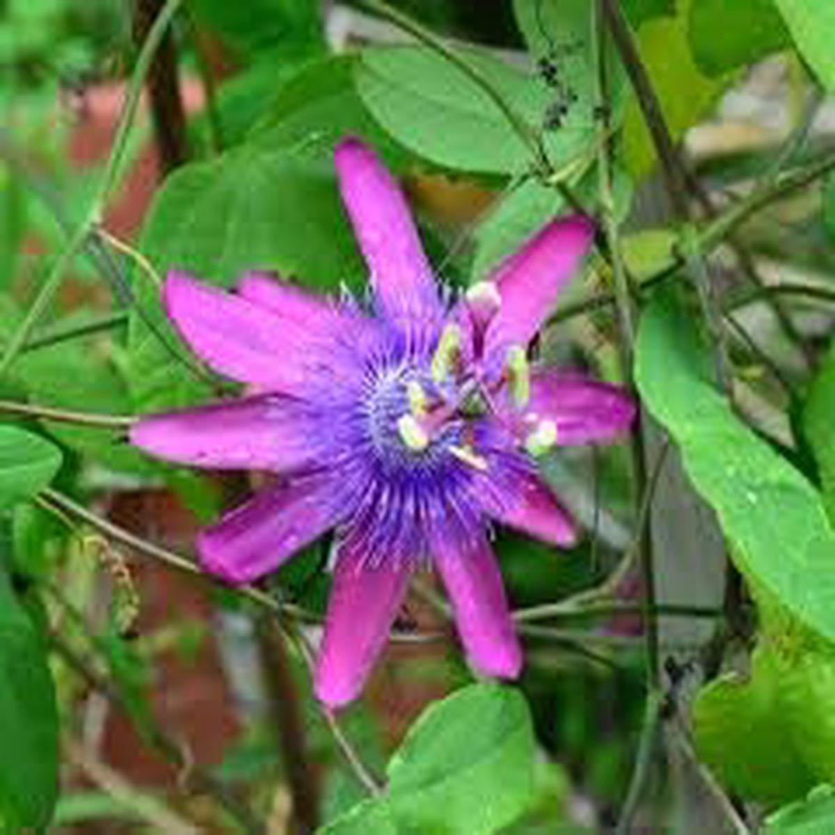Heirloom Violet Passiflora Flower Seeds  Non-GMO Seeds for Planting, High Germination Organic Garden Seeds