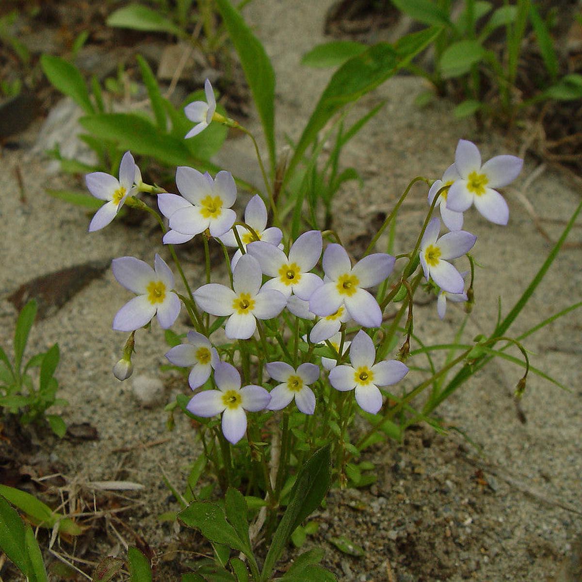 Houstonia Houstonia spp Flower Seeds for Planting in Flower Bed