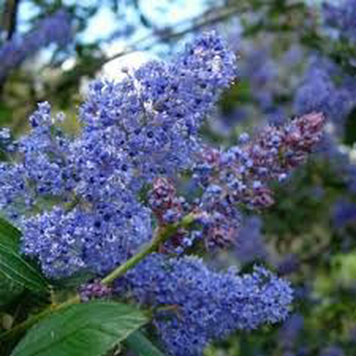 Integerrimus Flower seeds for Planting - Fragrant Blossoms, Heirloom & GMO Free Seeds for Home Garden