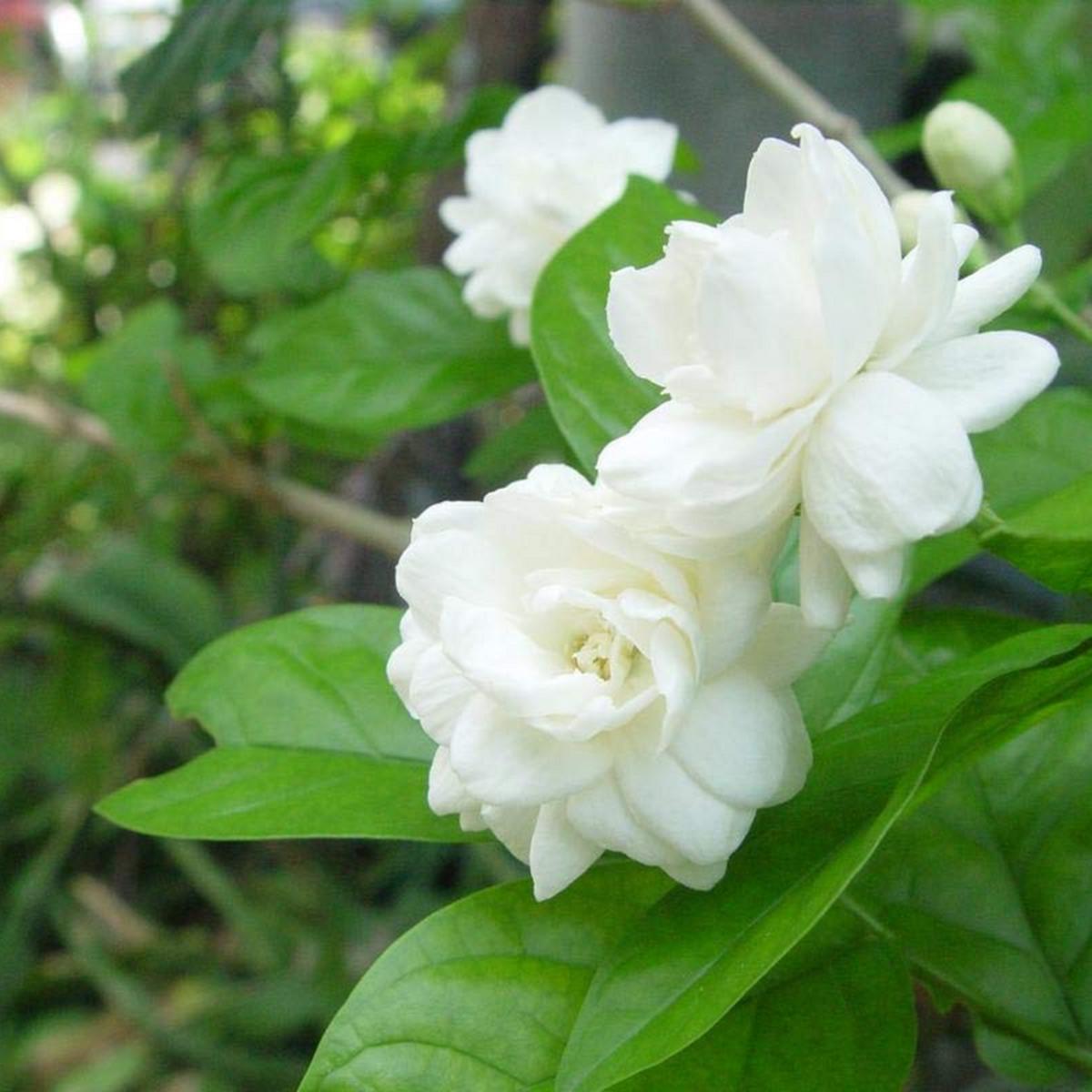 Jasminum Flower Seeds for Planting Heirloom, Non-GMO Cut-Flower Favorite Organic Garden Seeds