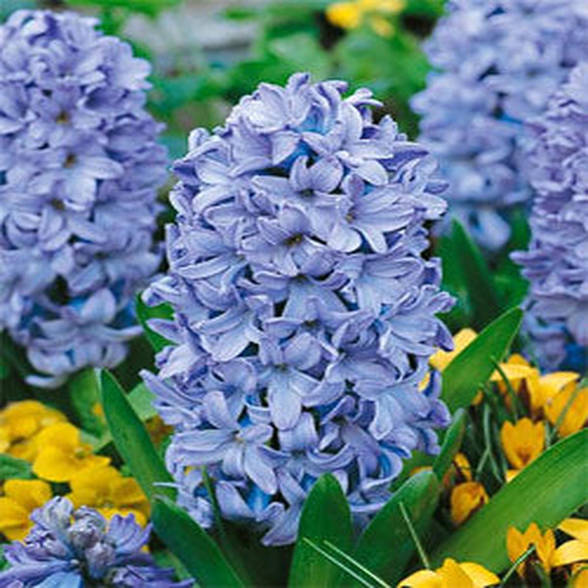 Light Blue White Fragrant Clove Flower Seeds for Planting  Wildflower Mix, Heirloom & Non-GMO Organic Garden Seeds