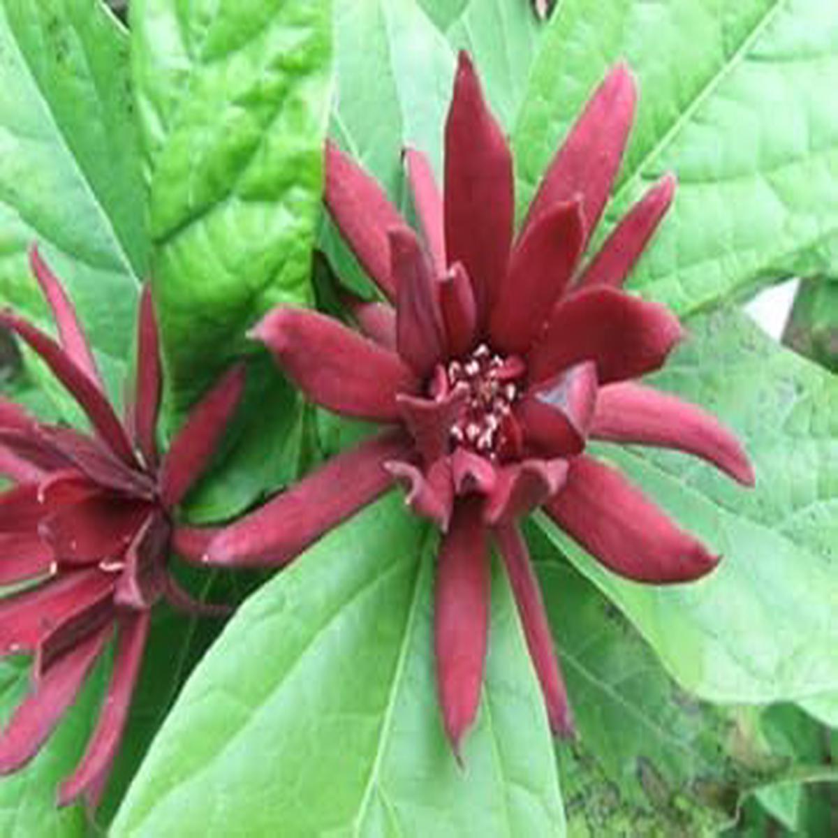 Maroon Carolina Allspice Flower Seeds for Planting - 100