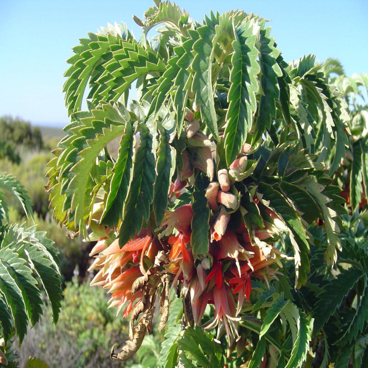 Melianthus Comosus Flower Seeds for Planting  Heirloom Non-GMO Seeds, High Germination Hardy Variety