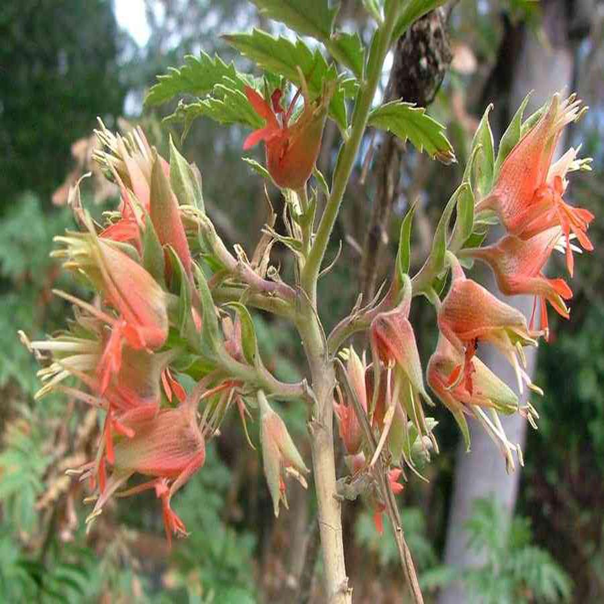 Melianthus Comosus Flower Seeds for Planting  Organic, Heirloom, Non-GMO, High Germination