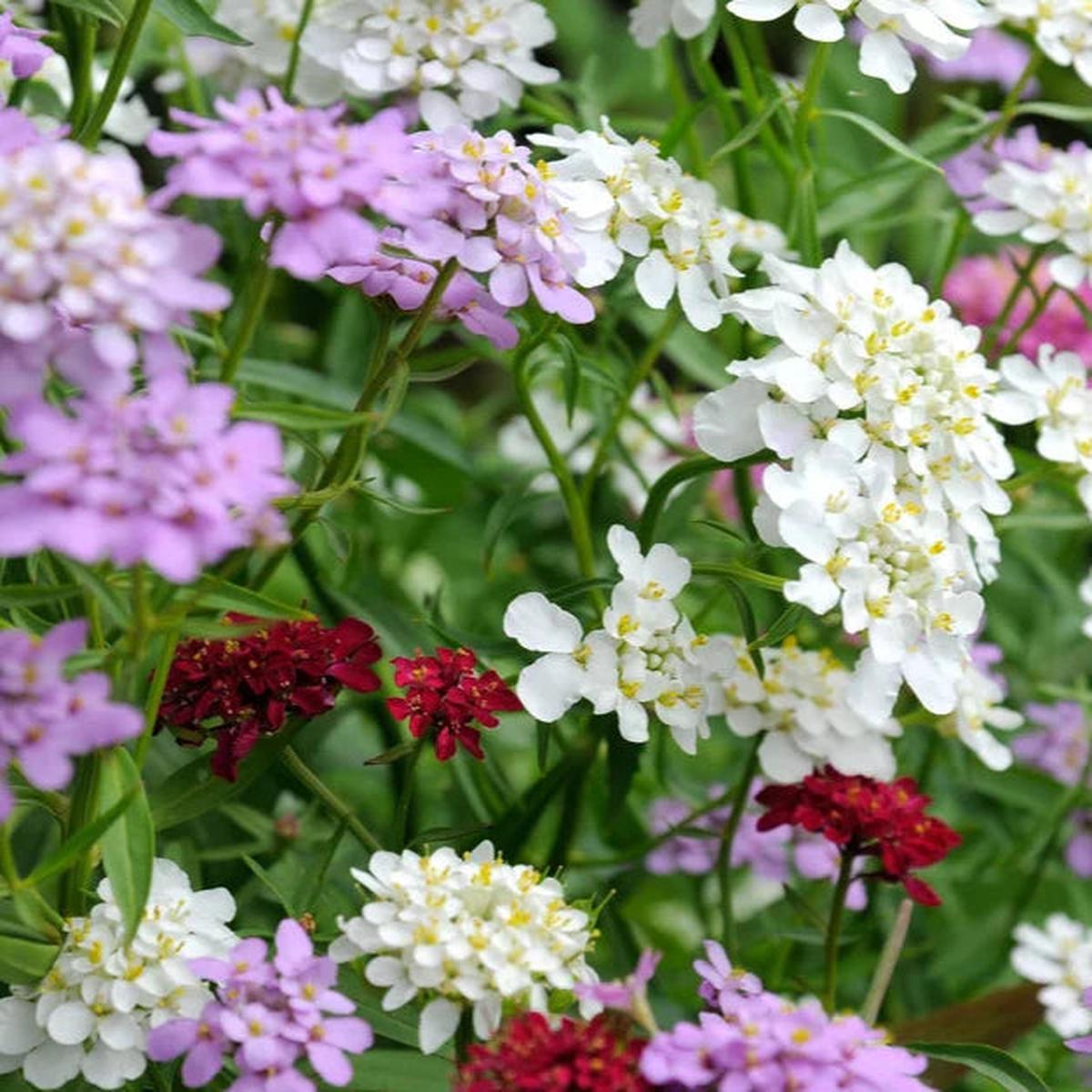 Mixed Candytuft Flower seeds for Planting - Wildflower Mix, Heirloom & GMO Free Seeds for Home Garden