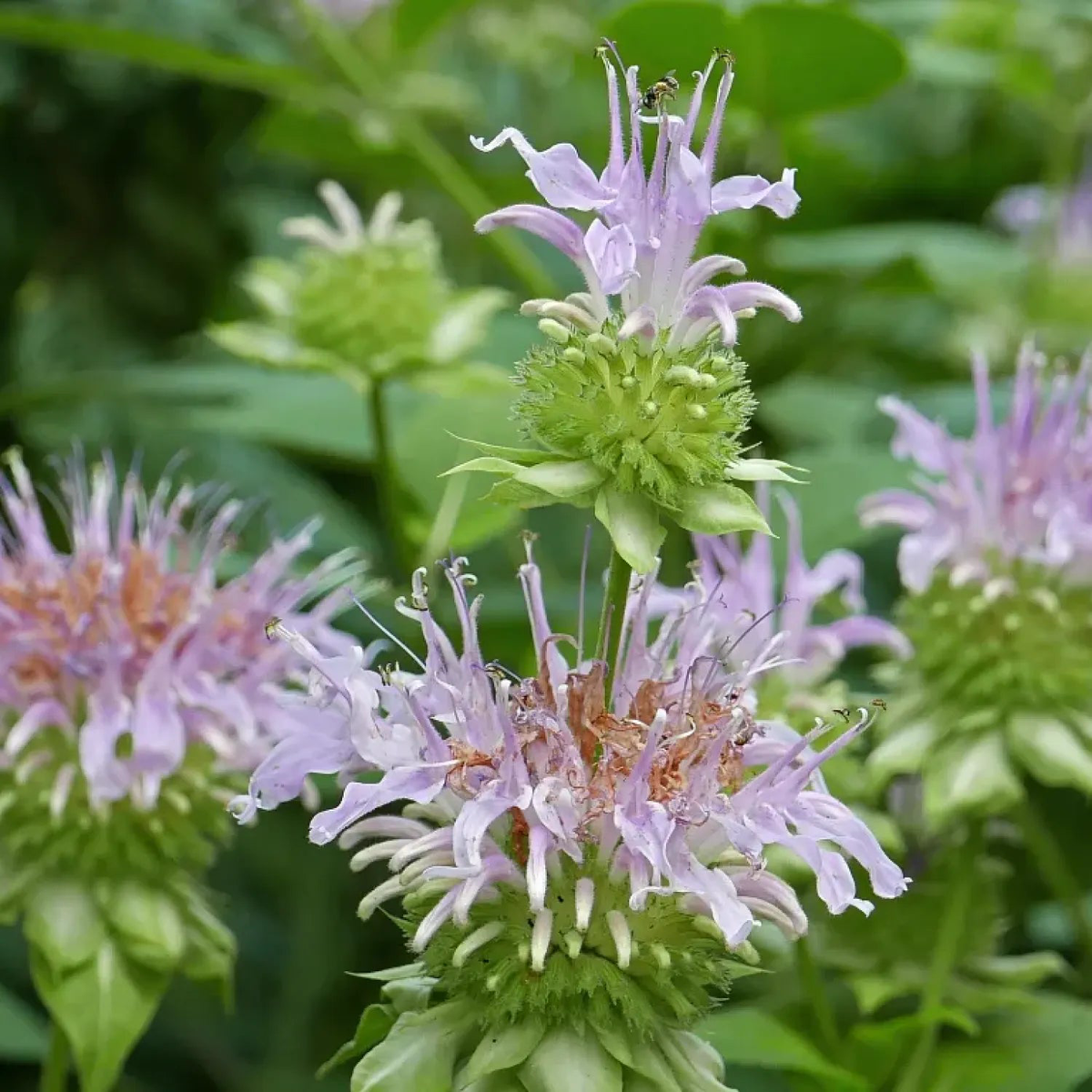 Monarda Fistulosa Flower Seeds for Planting  Heirloom, Non-GMO, High Germination Garden Seeds