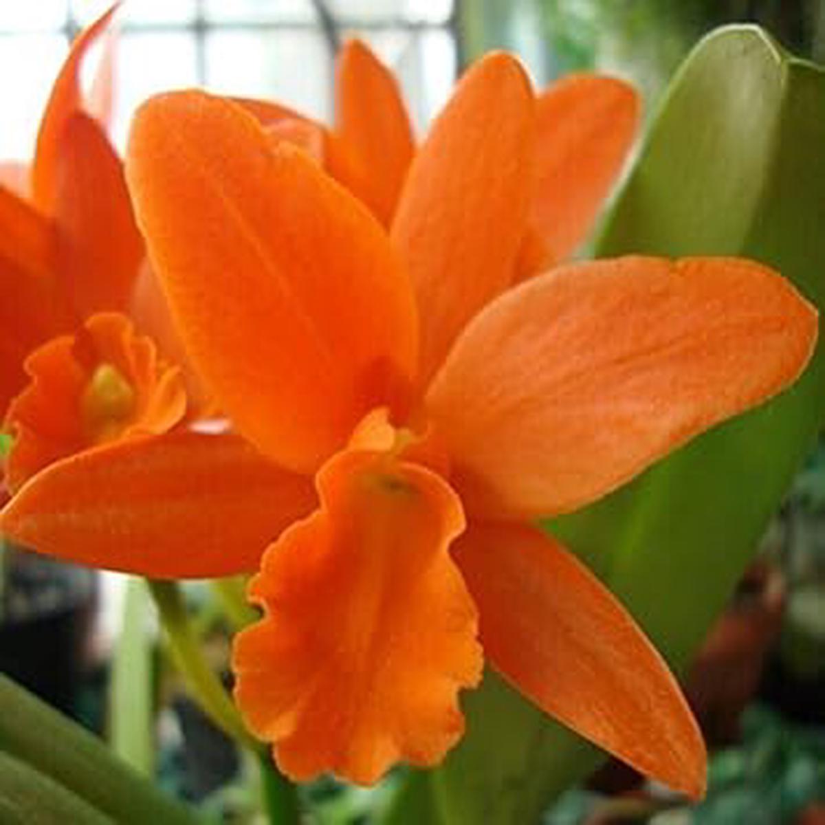 Orange Cattleya Hybrida Flower Seeds for Planting Heirloom, Non-GMO, Hardy Variety, Organic Garden Seeds