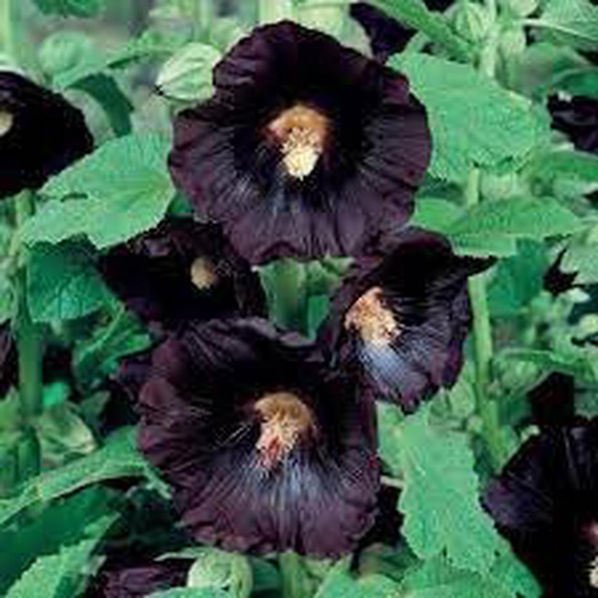 Organic Hollyhock Flower Seeds for Planting  Heirloom, Non-GMO