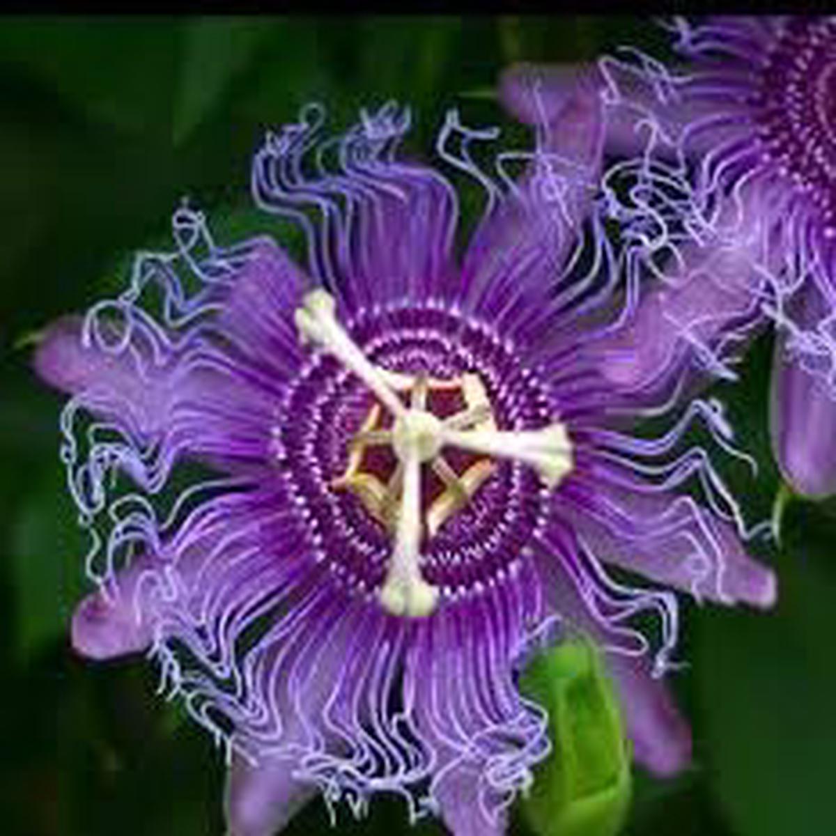 Passion Flower Seeds for Planting  Low Maintenance Heirloom Non-GMO Organic Garden Seeds