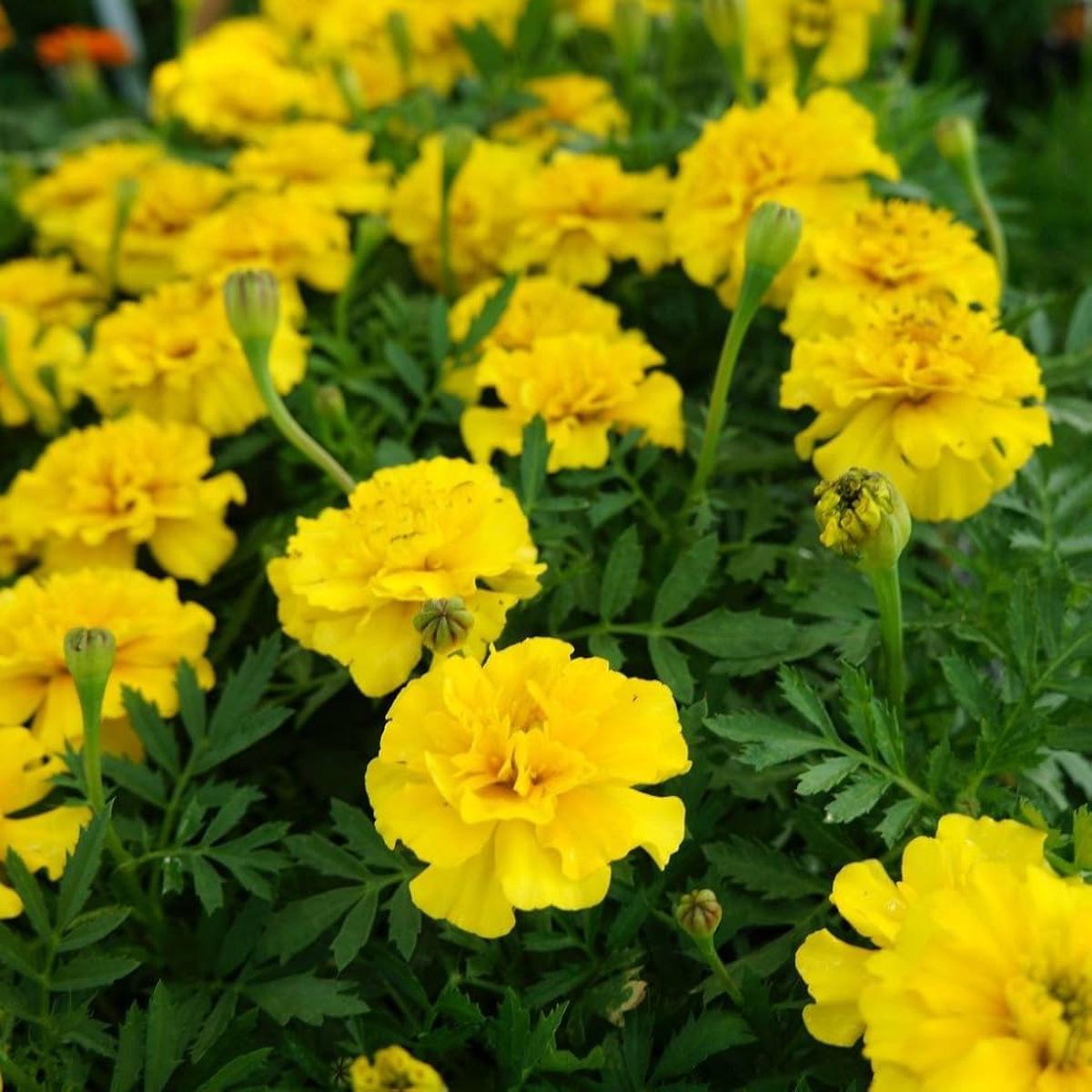 Pcs Marigold Gulzafri Yellow Seeds for Terrace Gardens