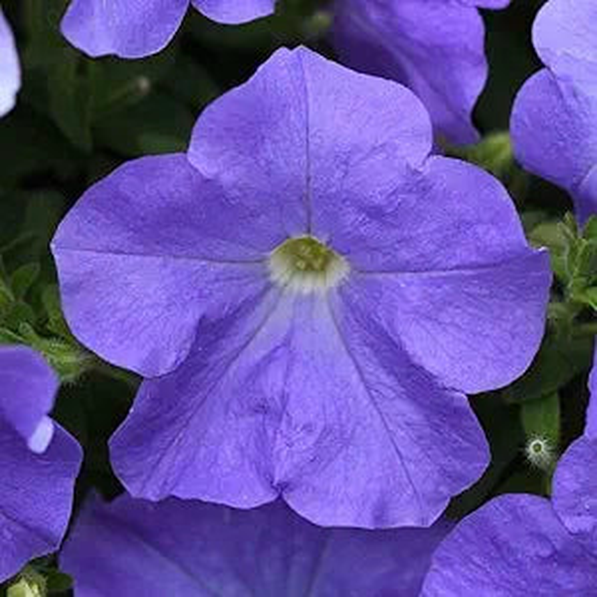 Petunia Petunia Hybrida Blue Sky Flower Seeds for Planting