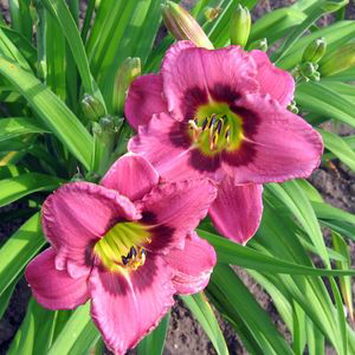 Pink Hemerocallis Flower seeds for Planting - Seasonal Bloomer, Heirloom & GMO Free Seeds for Home Garden, Non-GMO