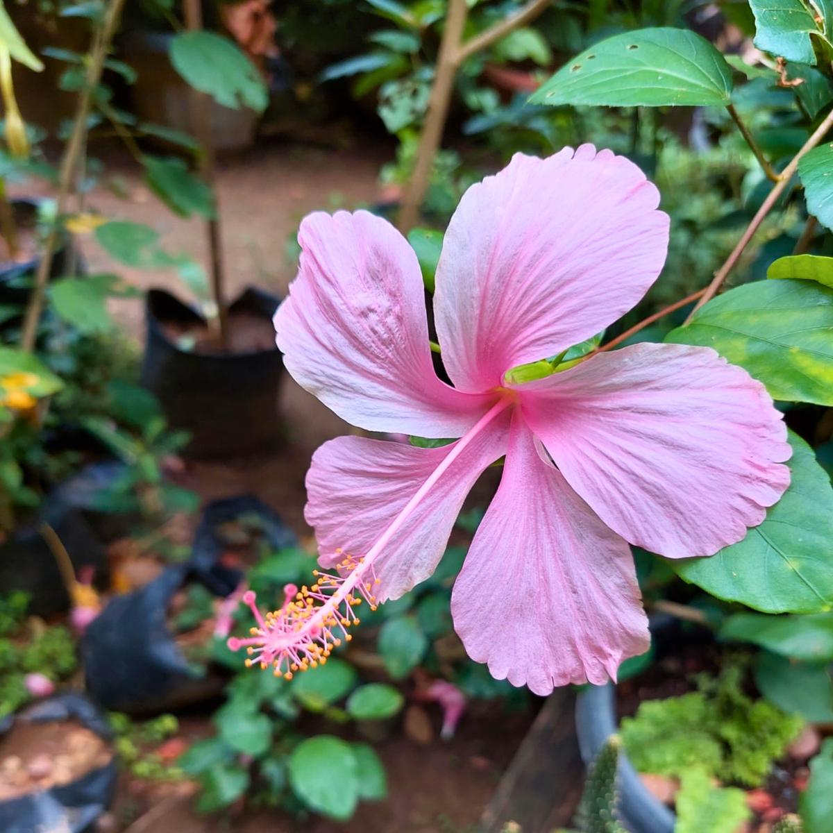 Pink Hibiscus Flower Seeds for Planting  Heirloom, Non-GMO, High Germination Cottage Garden Essential