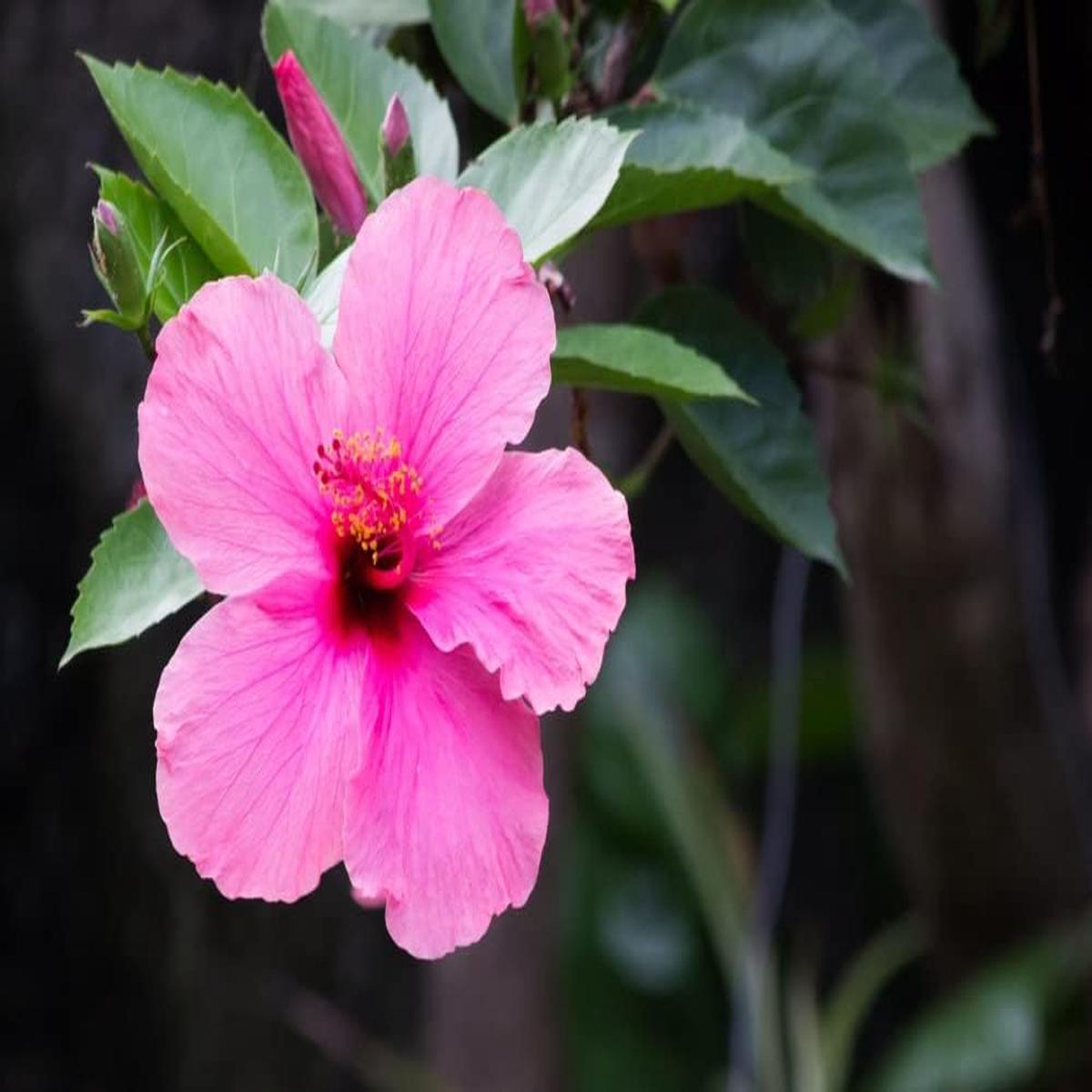 Pink Hibiscus Flower Seeds for Planting  Heirloom, Non-GMO, High Germination Organic Garden Seeds for Vibrant Blooms