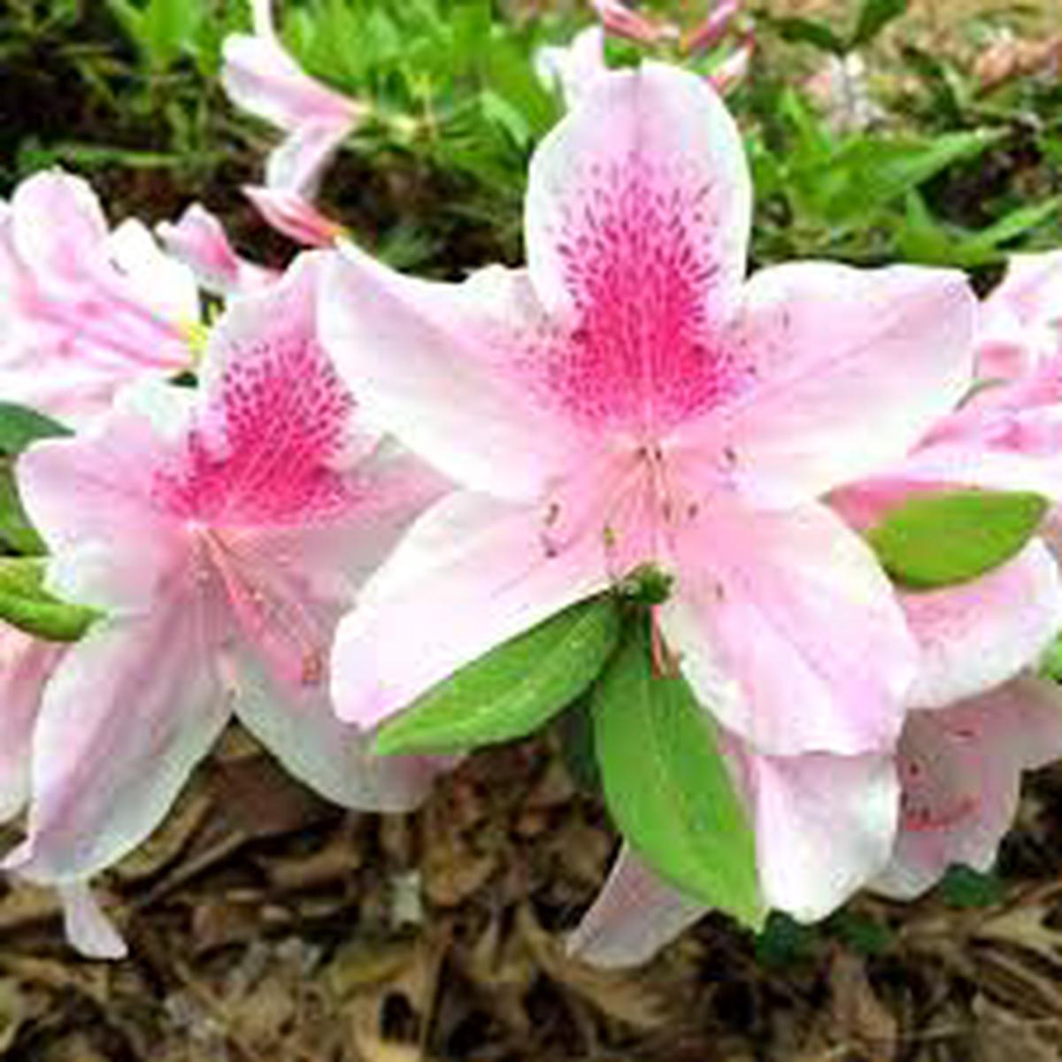 Pink Rhododendron Flower Seeds for Planting Heirloom, Non-GMO, Sun Loving Organic Garden Seeds