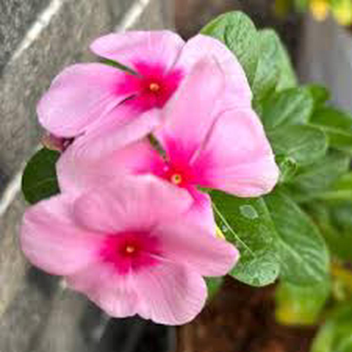Pink Vinca Flower Seeds for Planting Heirloom, Non-GMO, Fragrant Blossoms, High Germination Organic Garden Seeds