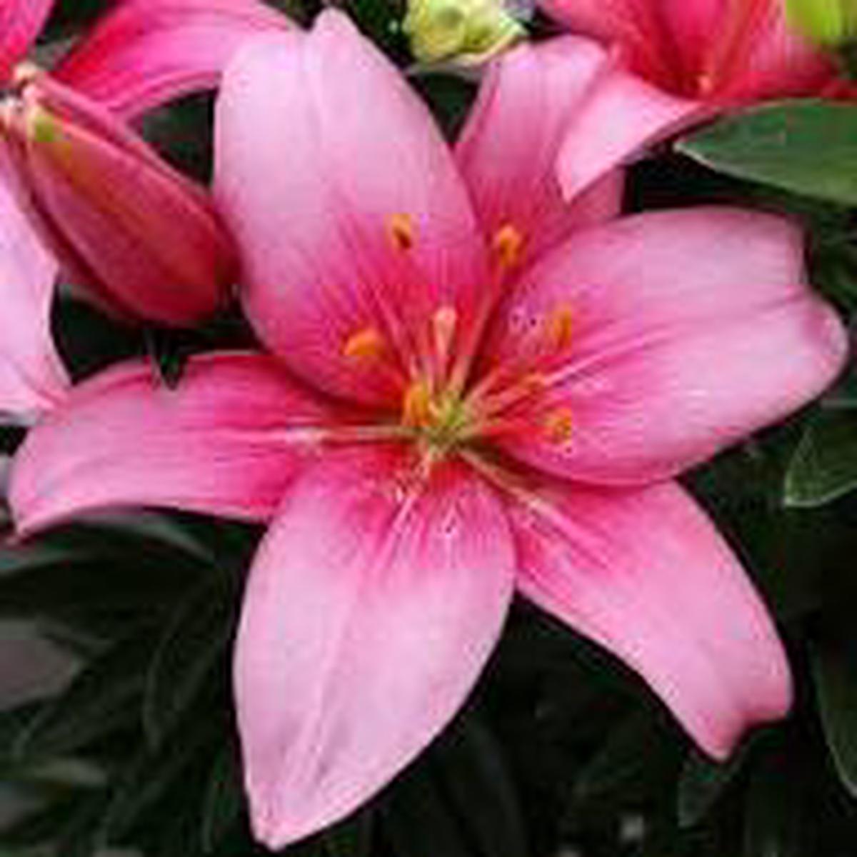 Pink White Nolilis Flower Seeds for Planting  Heirloom, Non-GMO, High Germination Organic Garden Seeds