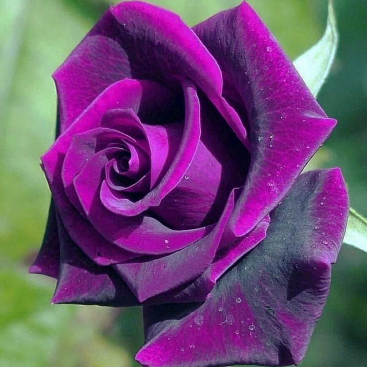 Purple Dragon Rose Flower Seeds for Planting  Heirloom, Non-GMO, Easy to Grow, Perennial