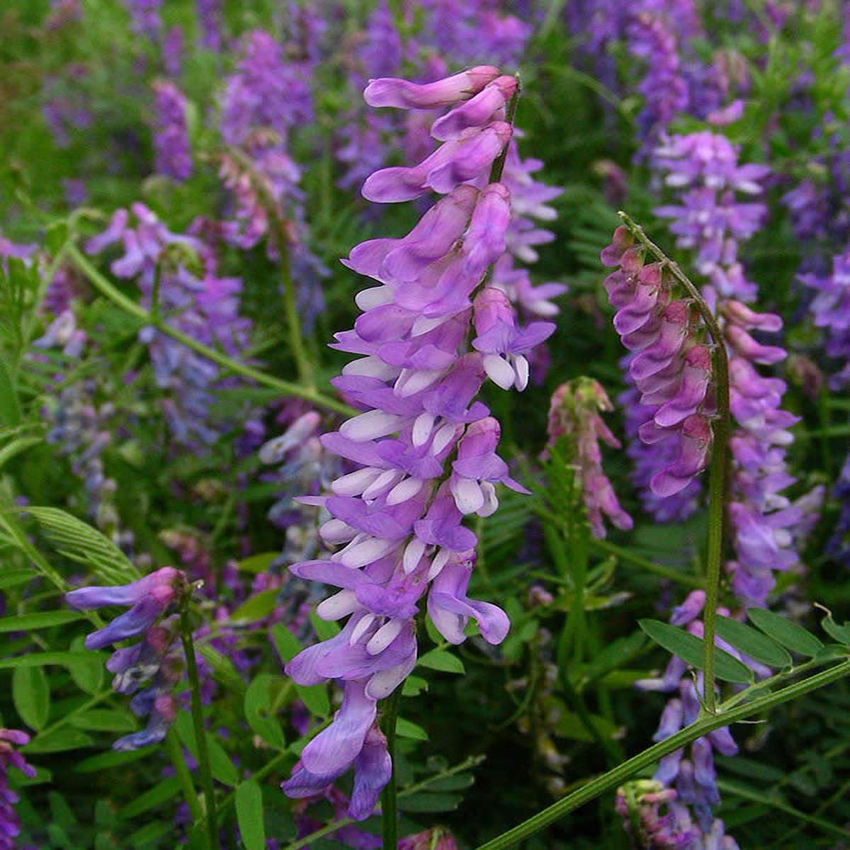 Purple Vetch Flower Seeds for Planting  Heirloom Non-GMO, High Germination Organic Garden Seeds