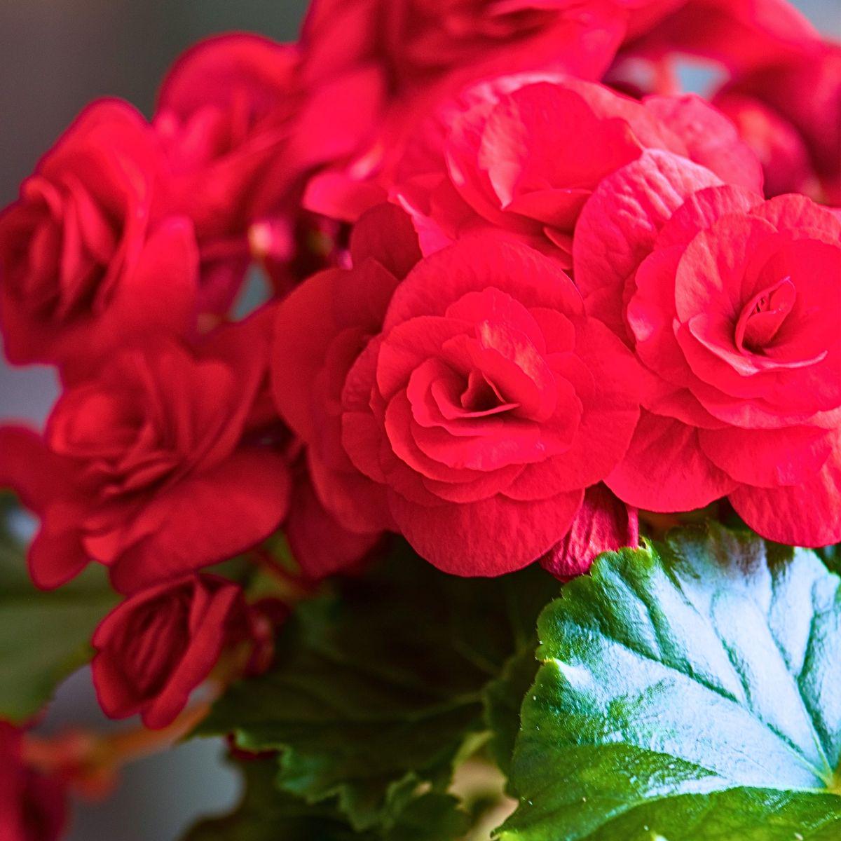 Red Begonia Flower seeds for Planting Compact Growth Heirloom & GMO Free Seeds for Home Garden   Sale