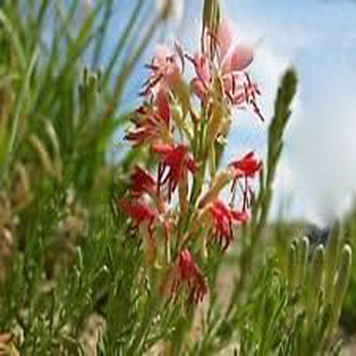 Red Gaura Flower Seeds for Planting Hardy Perennial Blooms for Garden Beds & Borders