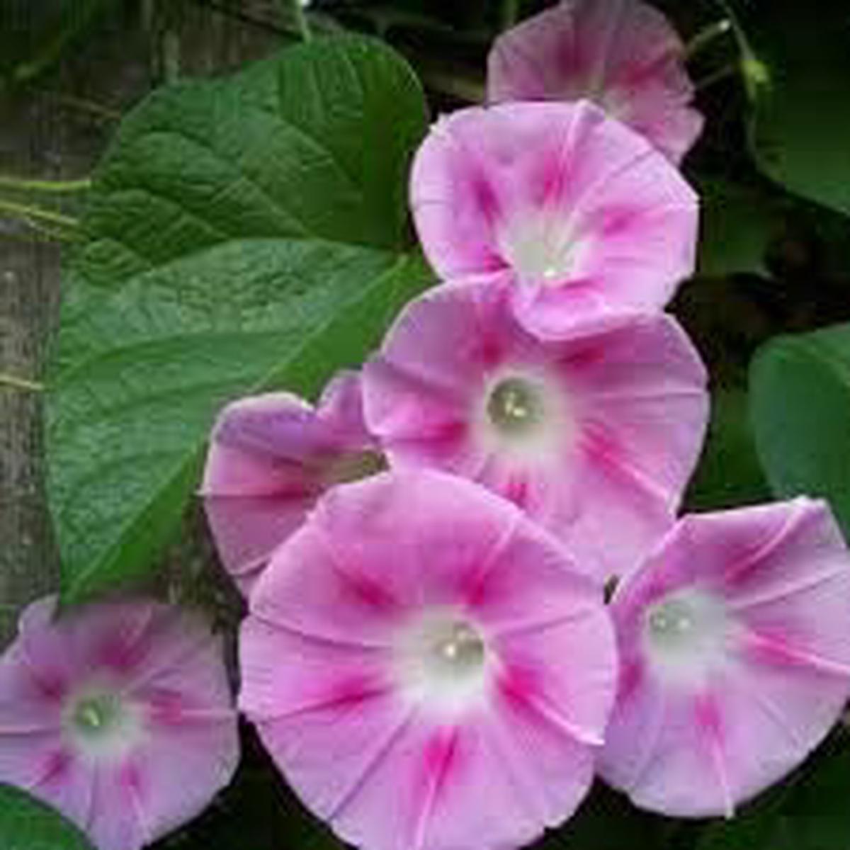 Red Succulent Flower Seeds for Planting Easy to Grow Heirloom & NonGMO Seeds for Home Garden Sale