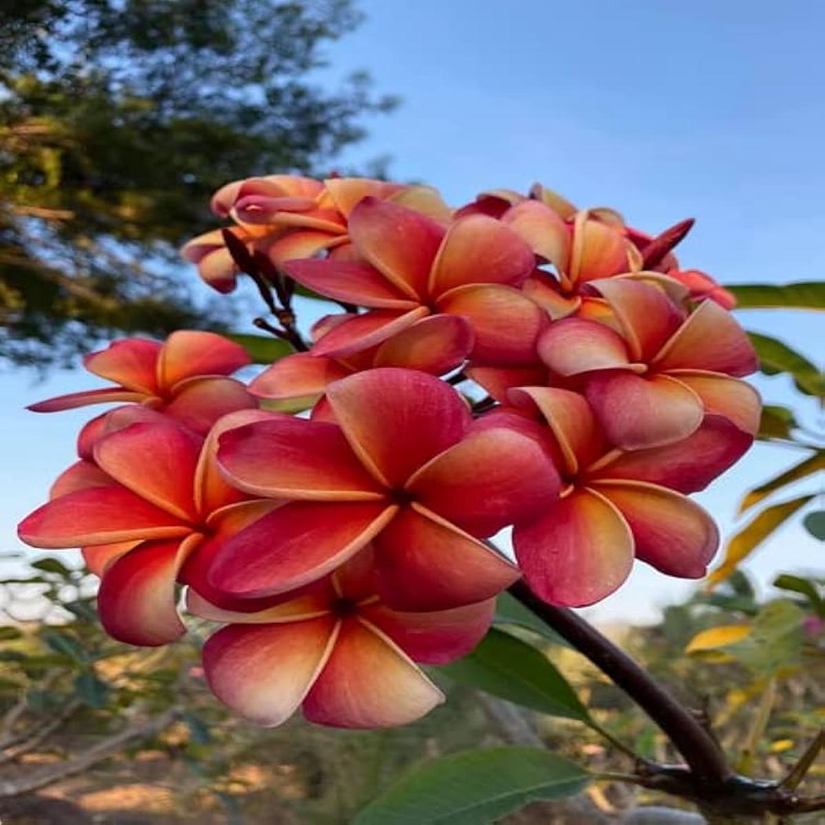 Red & White Frangipani Flower seeds for Planting - Pollinator Friendly, Heirloom & GMO Free Seeds for Home Garden