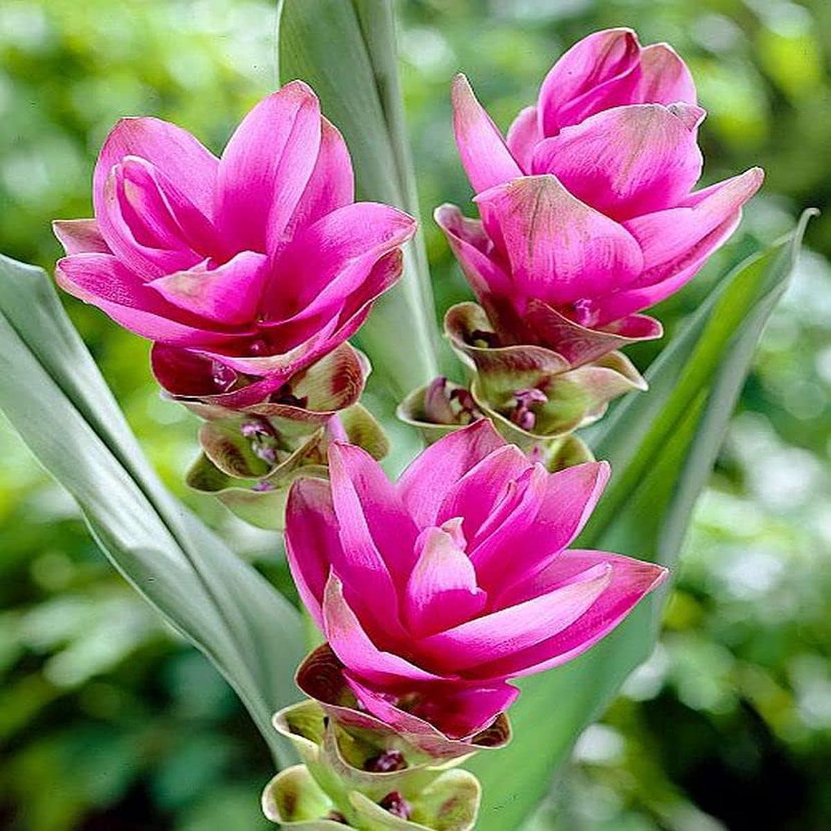 Rhizoma Curcuma Flower seeds for Planting - Wildflower Mix, Heirloom & GMO Free Seeds for Home Garden