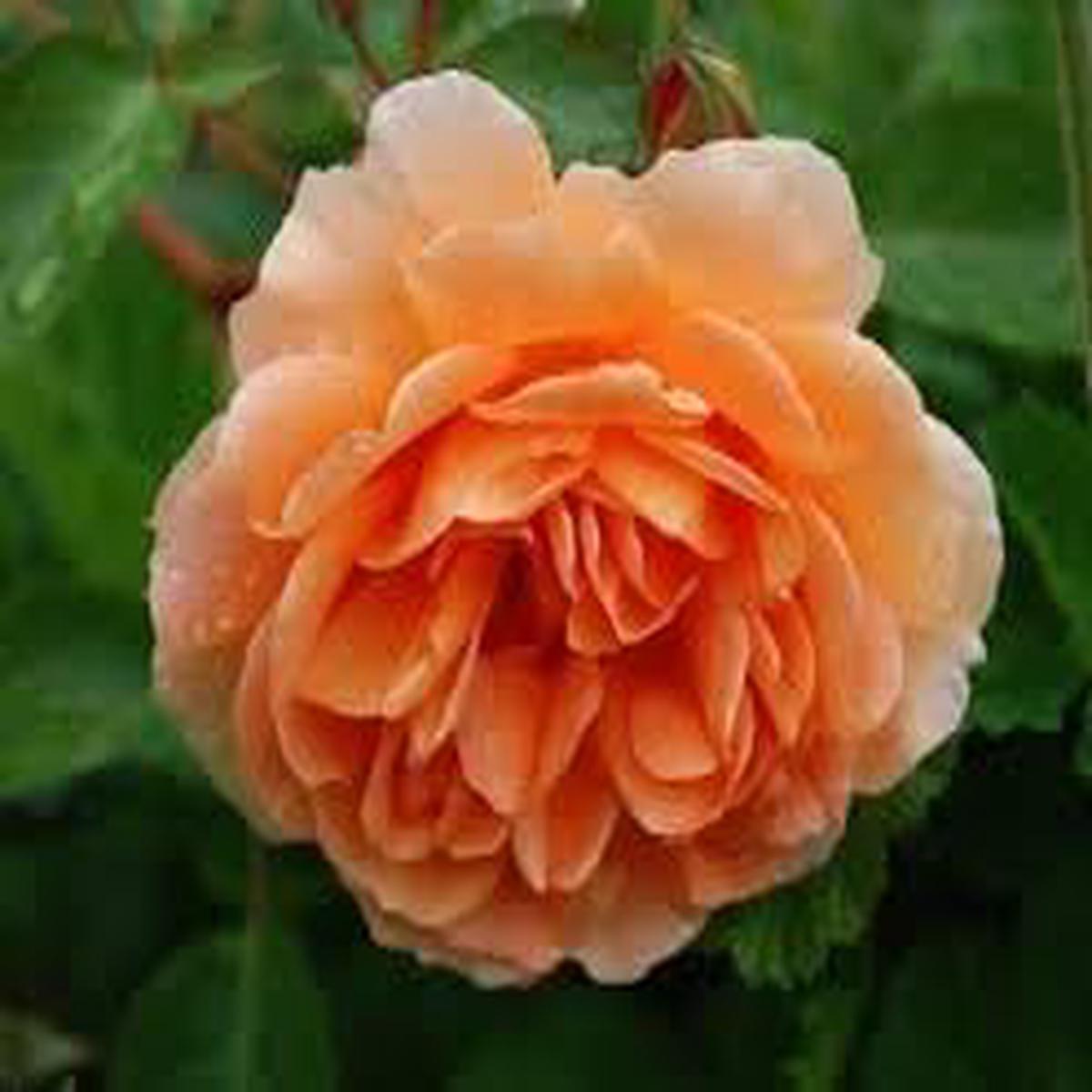 Rose Rosa Flower Seeds for Planting  Heirloom Non-GMO Seeds for Garden Blooms, High Germination Organic Seeds