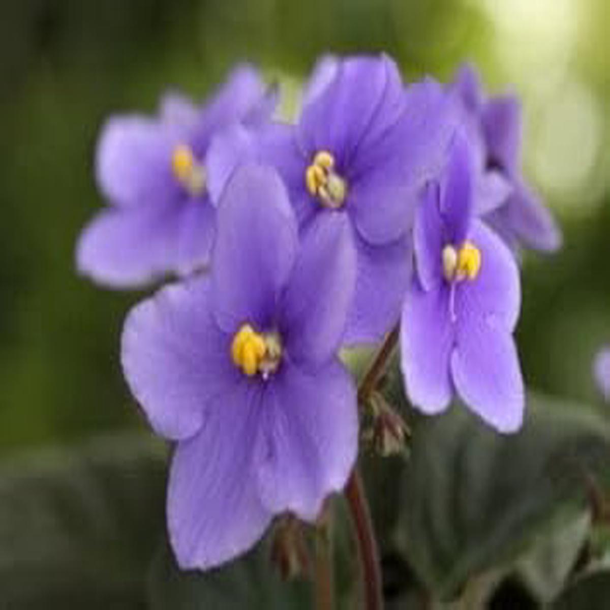 Saintpaulia Flower Seeds Sky Blue for Planting | Heirloom Non-GMO High Germination Organic Garden Seeds