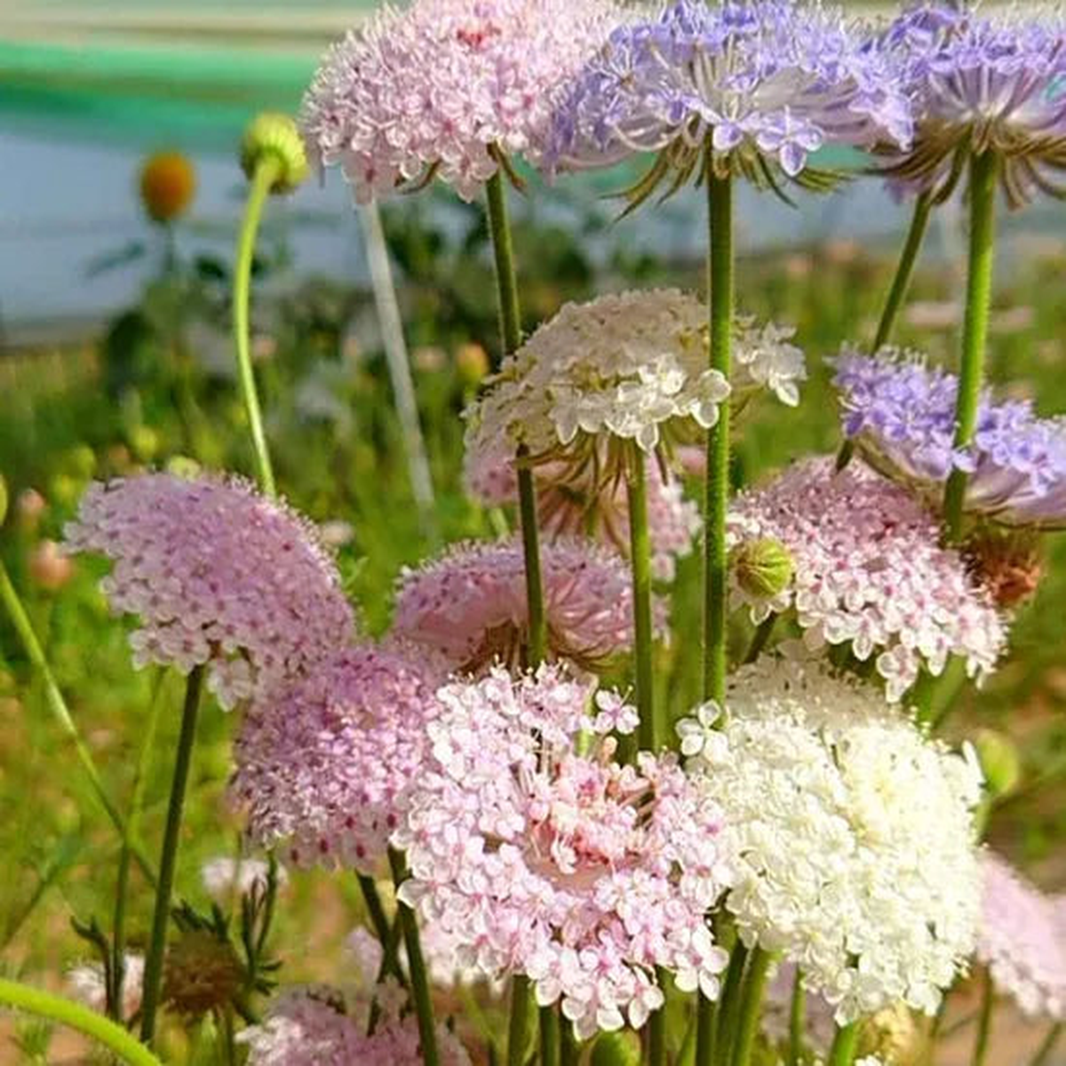 Sun Loving Annul Herb Trachymene Coerulea  Heirloom, Non-GMO, High Germination Organic Garden Seeds
