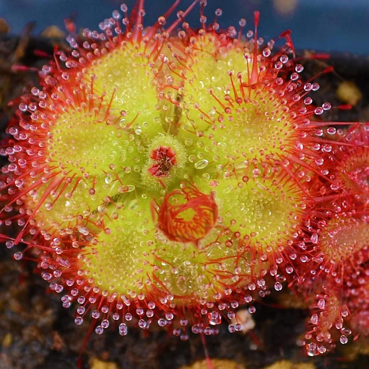 Sundew Plant Seeds for Planting - NON GMO Seeds