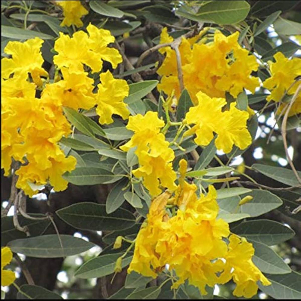 Tabebuia Chrysantha Yellow Flower Seeds Trumpet Tree Blooms