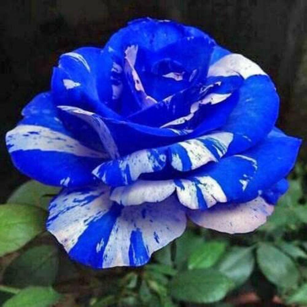 White Blue Rose Flower seeds for Planting Easy to Grow Heirloom & GMO Free Seeds for Home Garden