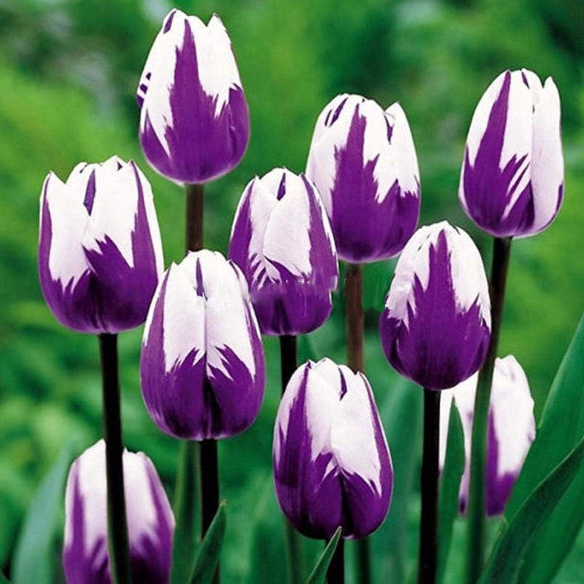 White Purple Flower Seeds for Planting - Heirloom Non-GMO High Germination Organic Garden Seeds