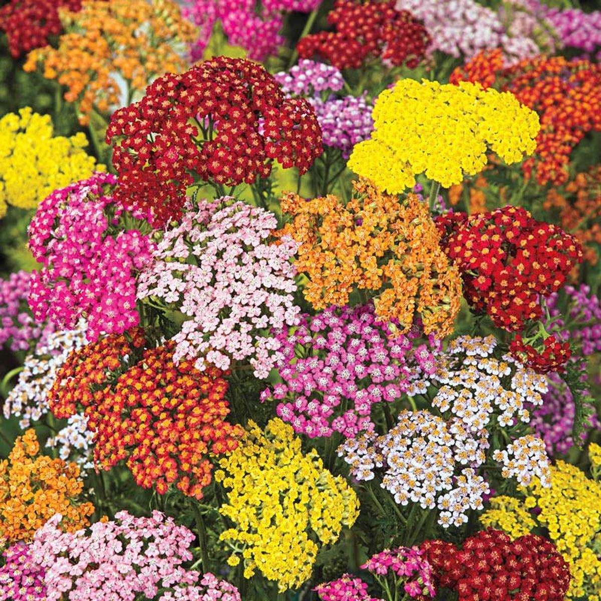 Yarrow Flower Seeds for Planting - Heirloom, Non-GMO, High Germination Organic Garden Seeds