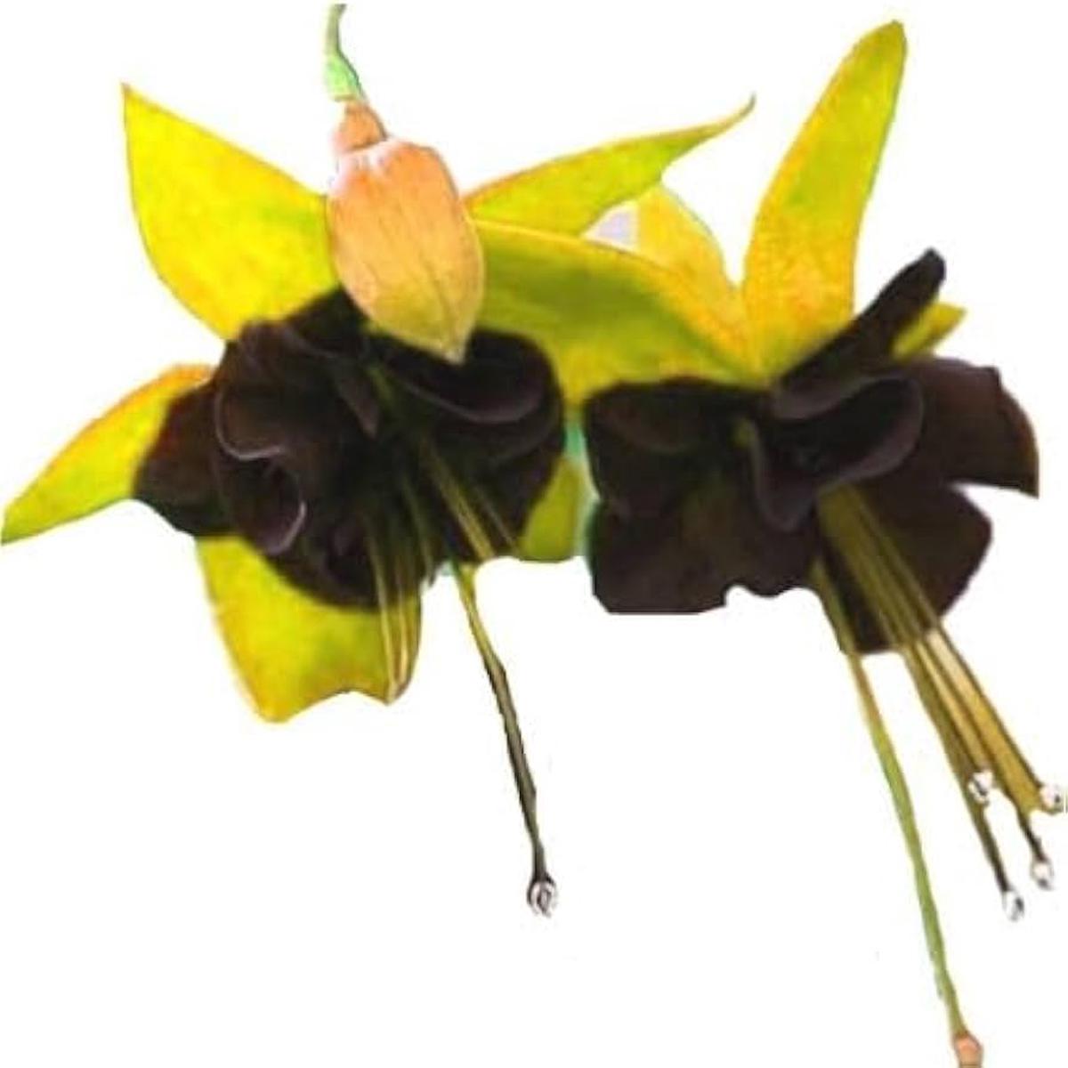 Yellow Black Fuchsia Hybrida Flower Seeds for Planting  Heirloom, Non-GMO, Drought Tolerant, High Germination