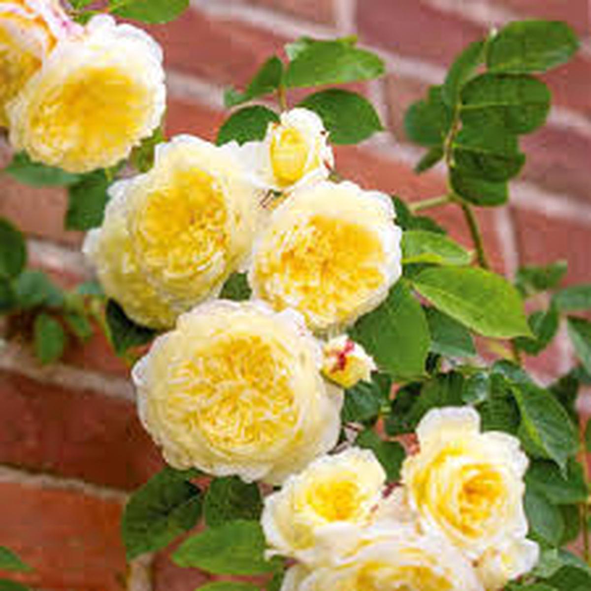 Yellow Climbing Rose Flower seeds for Planting - Perfect for Borders, Heirloom & GMO Free Seeds for Home Garden