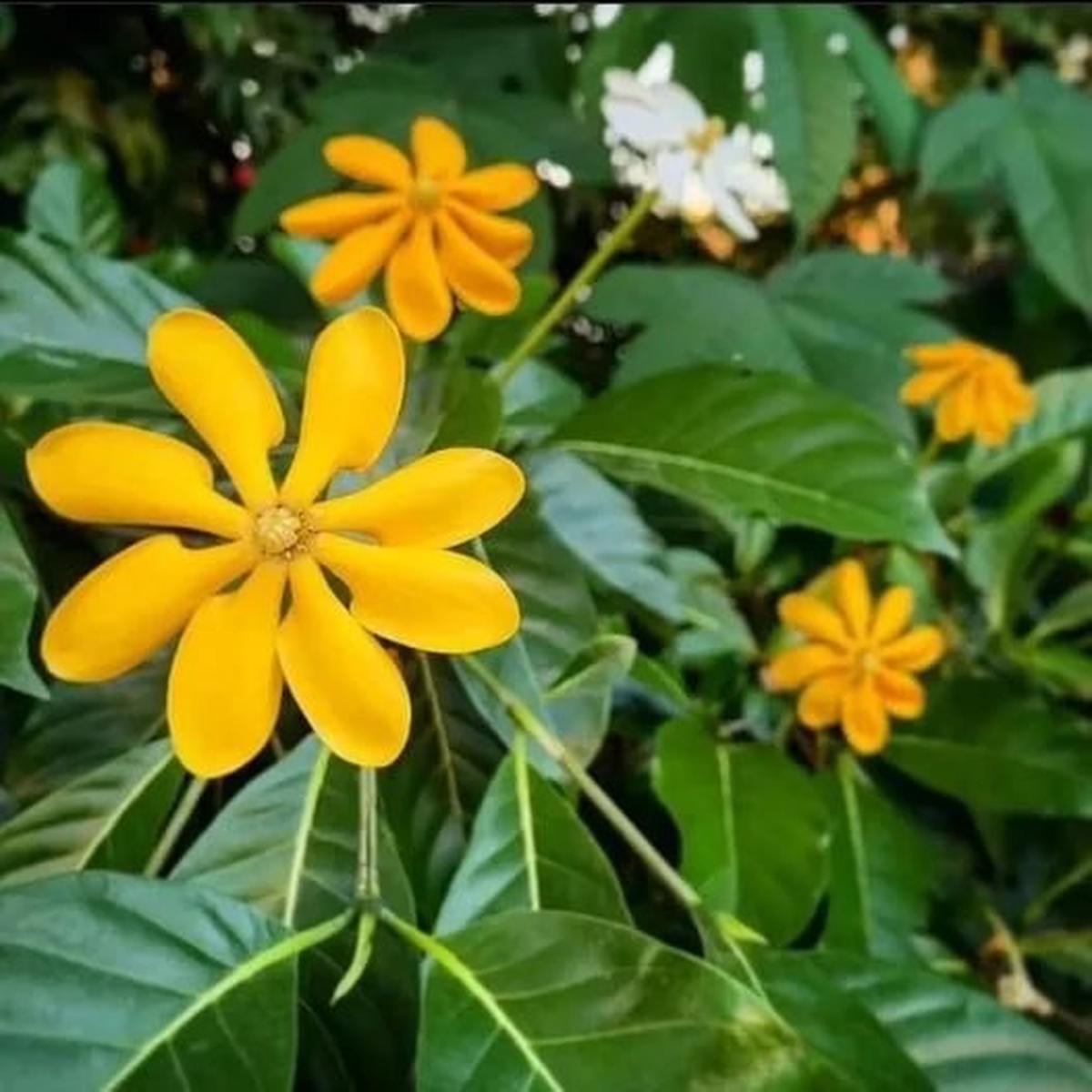 Yellow Gardenia Flower Seeds for Planting  Heirloom, Non-GMO, High Germination Organic Garden Seeds