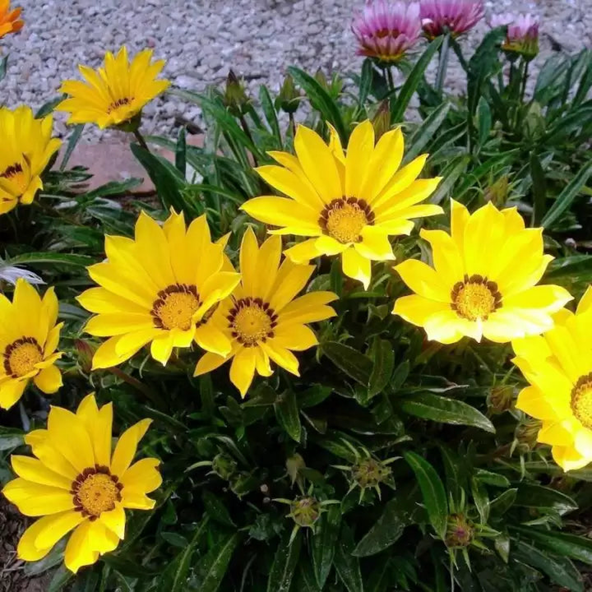 Yellow Gazania Flower Seeds Planting Vibrant