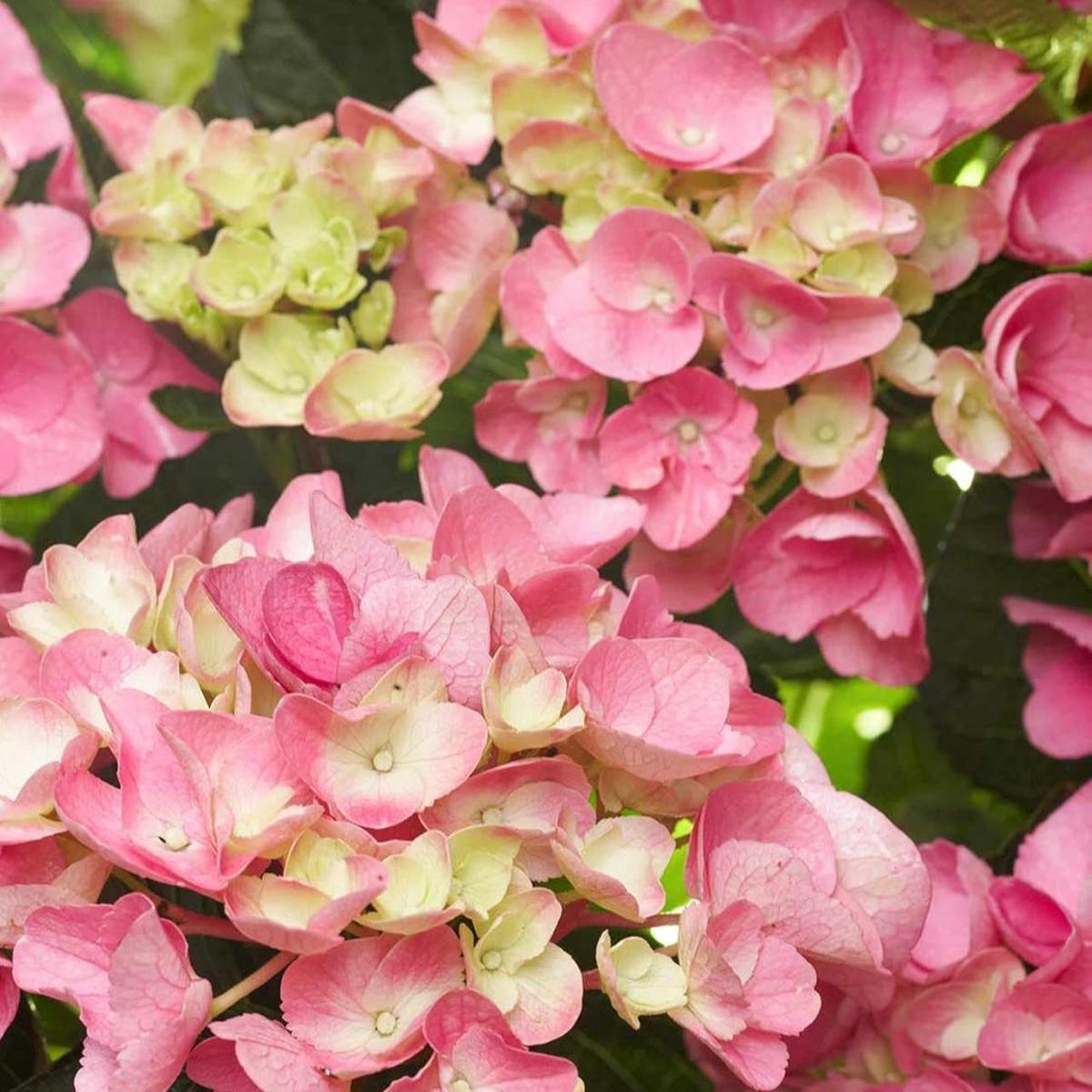 Yellow Pink Hydrangea Flower seeds for Planting - Drought Tolerant, Heirloom & GMO Free Seeds for Home Garden