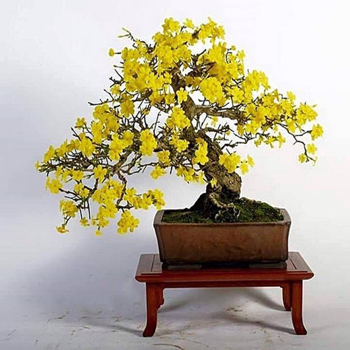 Yellow Simsii Bonsai Flower Seeds  Heirloom Non-GMO High Germination Organic Garden Seeds for Planting