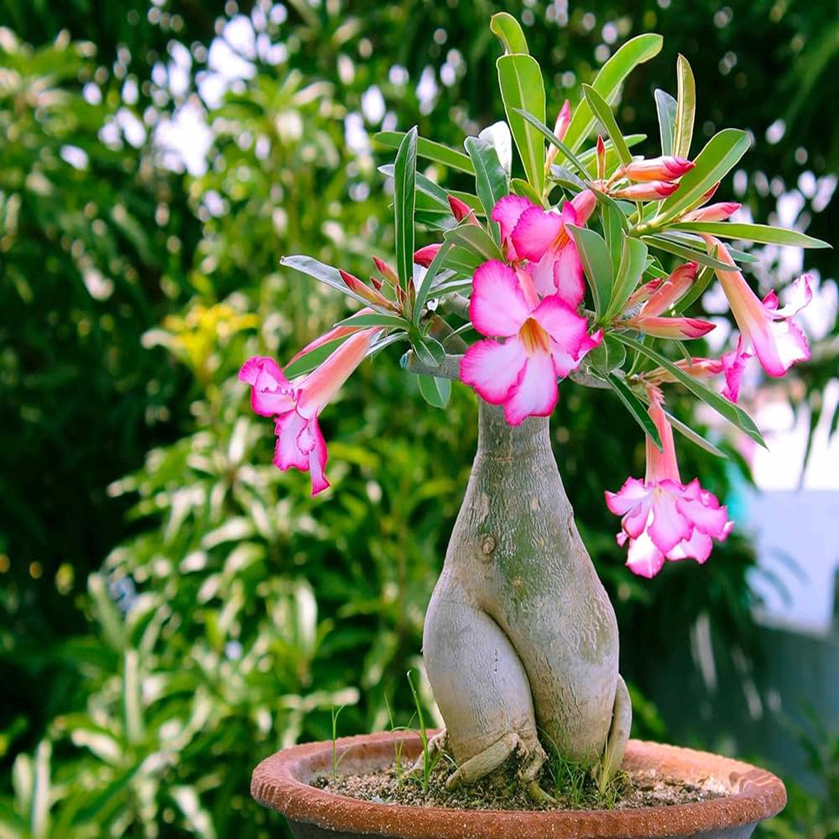 Adenium Obsum Desert Rose Triple Viola Intense pcs