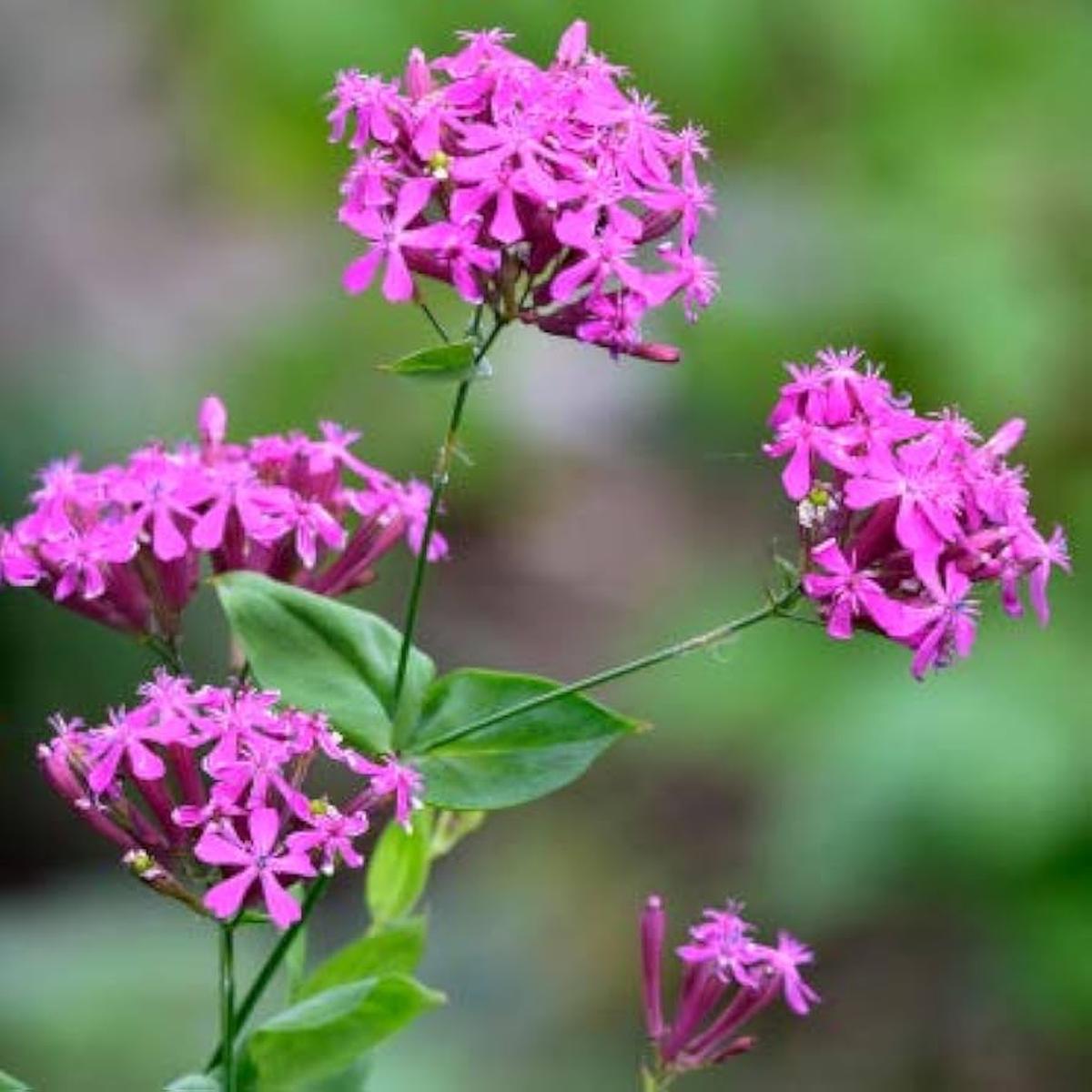 Catchfly Silene Armeria Seeds for Planting - Ideal for Flower Bed & Wildflower Garden