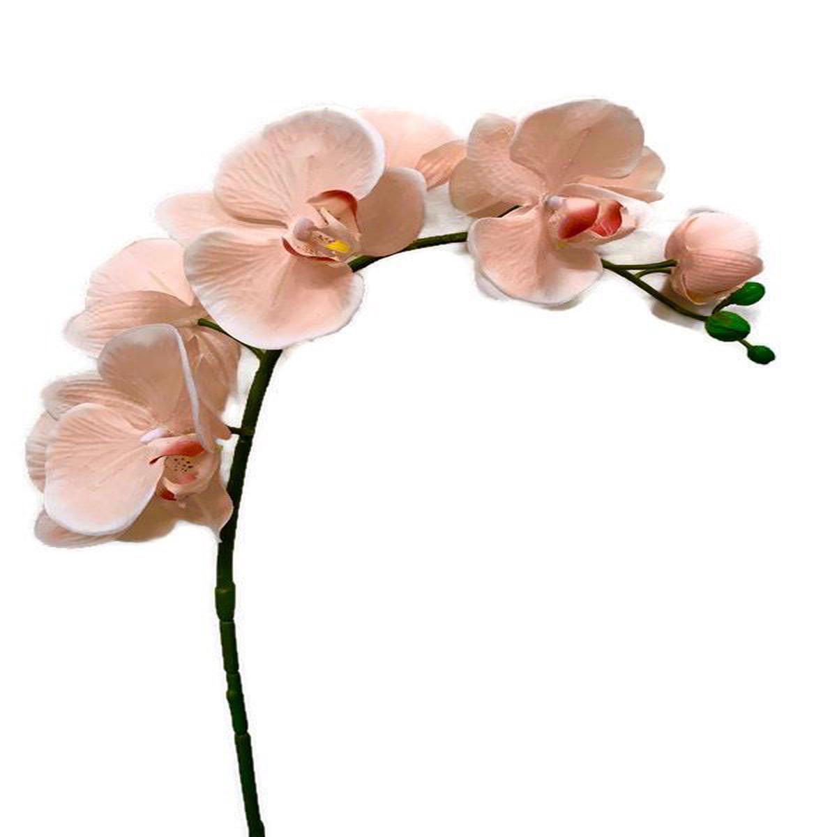 Cream Phalaenopsis Orchid Seeds for Planting | Heirloom Non-GMO High Germination Organic Garden Seeds