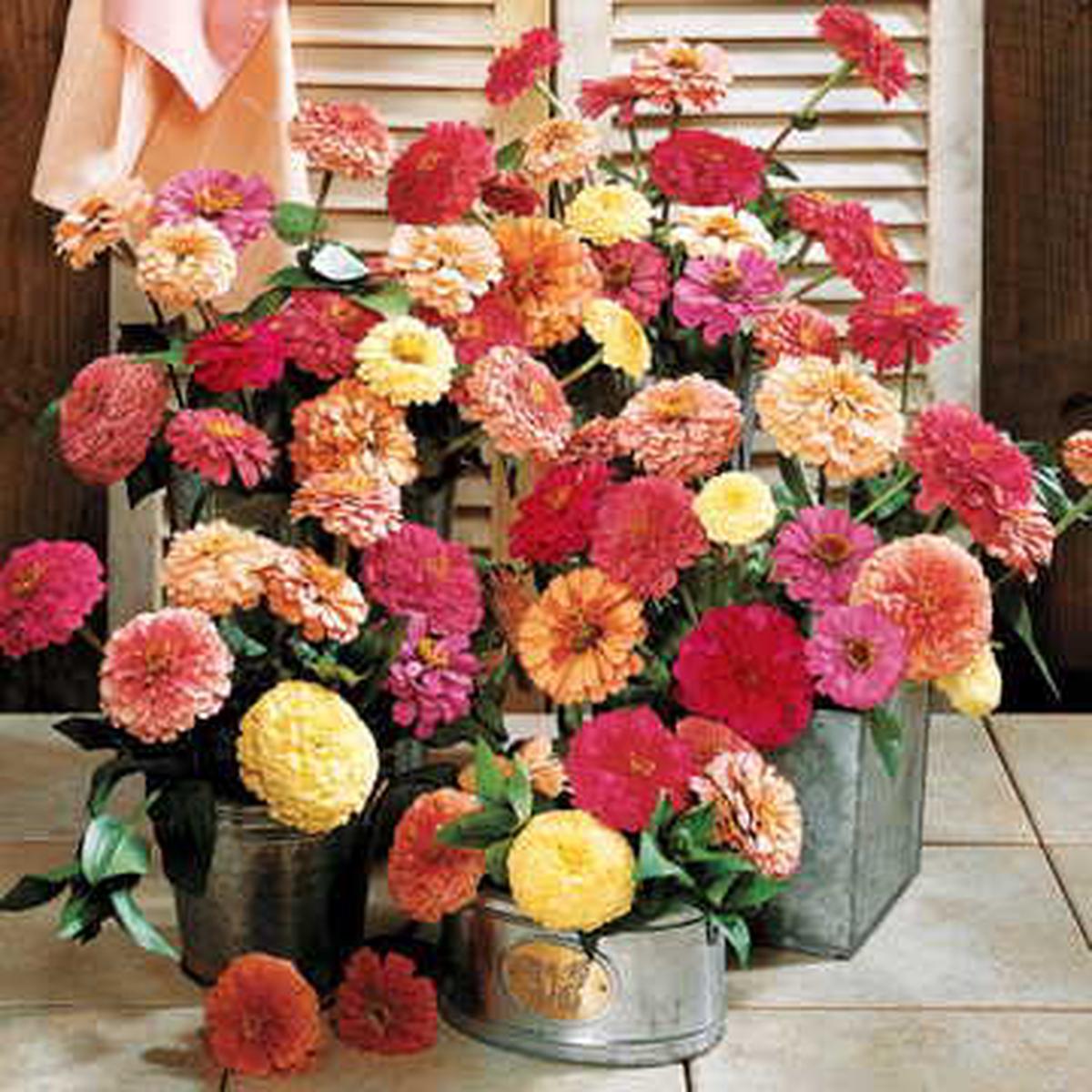 Cutting Blend Full Mix Zinnia Seeds | Tall Mixed Cut-Flower Zinnias  Heirloom, Non-GMO, High Germination Organic Garden Seeds
