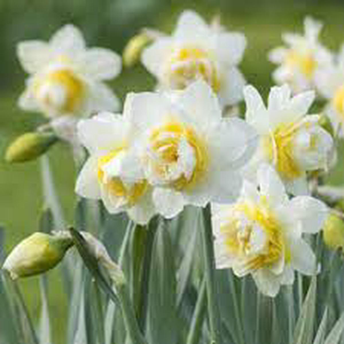 Daffodil Flower Seeds for Planting  White & Yellow Blooms, Heirloom, Non-GMO, High Germination Organic Garden Seeds