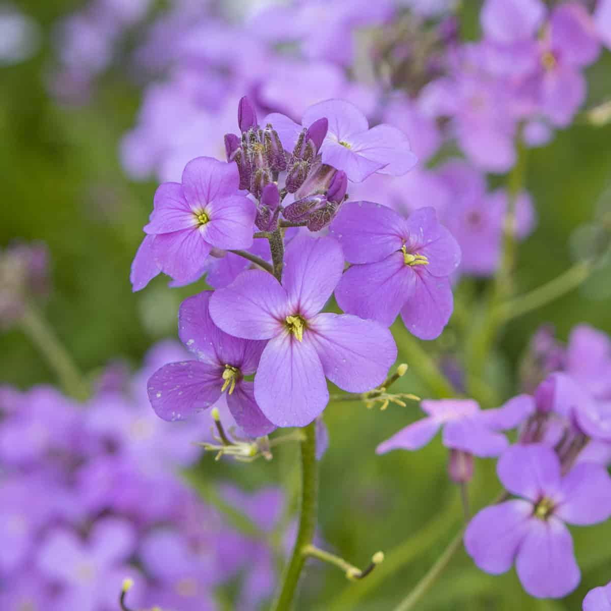 Dame's Rocket Violet Flower Seeds Organic, Heirloom, Non-GMO Seeds for Planting