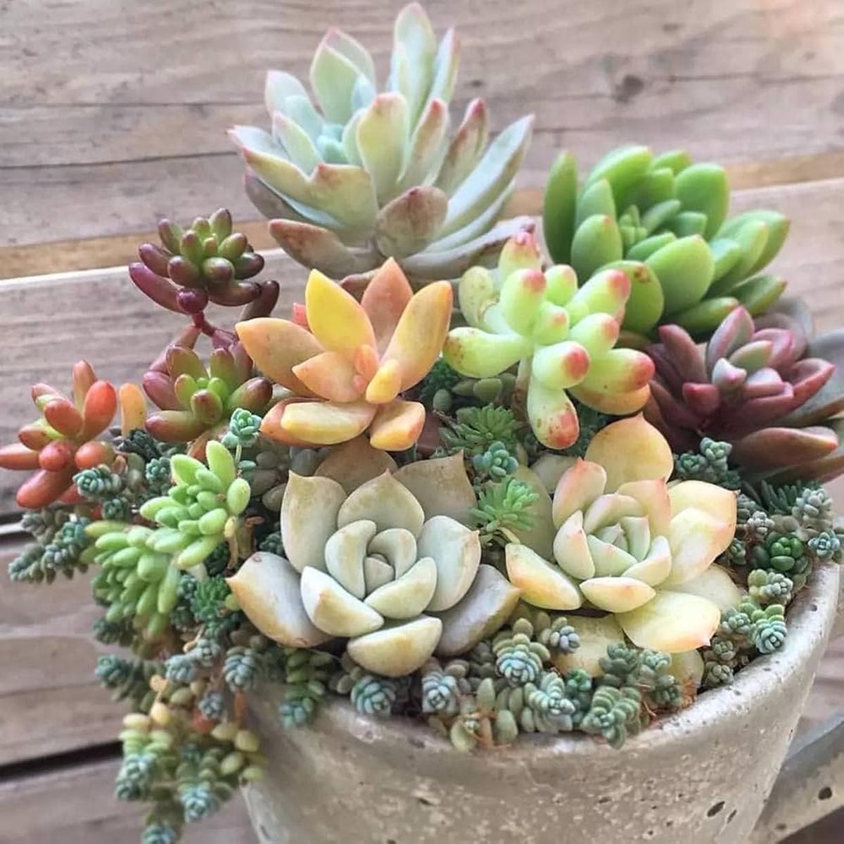 Dudleya Farinosa Succulent Plant Seeds  Heirloom Non-GMO Organic Garden Seeds for Planting, High Germination